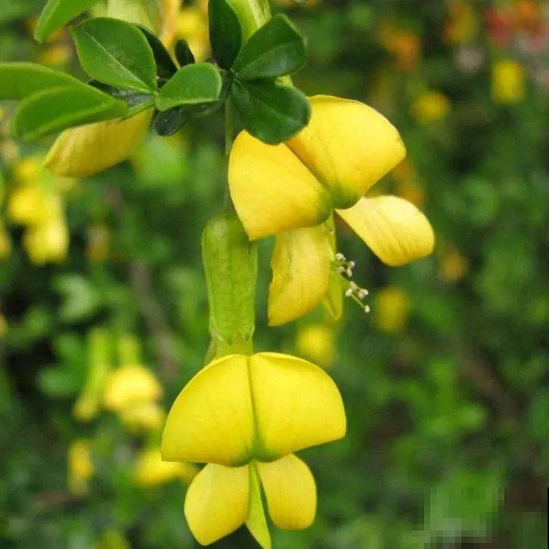 一种花开花金灿灿,一骨碌全是花,寓意很不错 一种花开花金灿灿,一骨碌全是花,寓意很不错