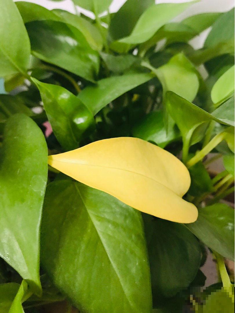 对着吊兰这个位置来一刀，吊兰咔咔直疯长！