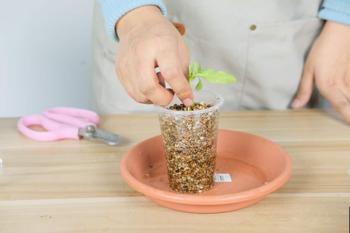 蓝雪花真是“开花机器”，光照越强越开花，一年到头都赏花