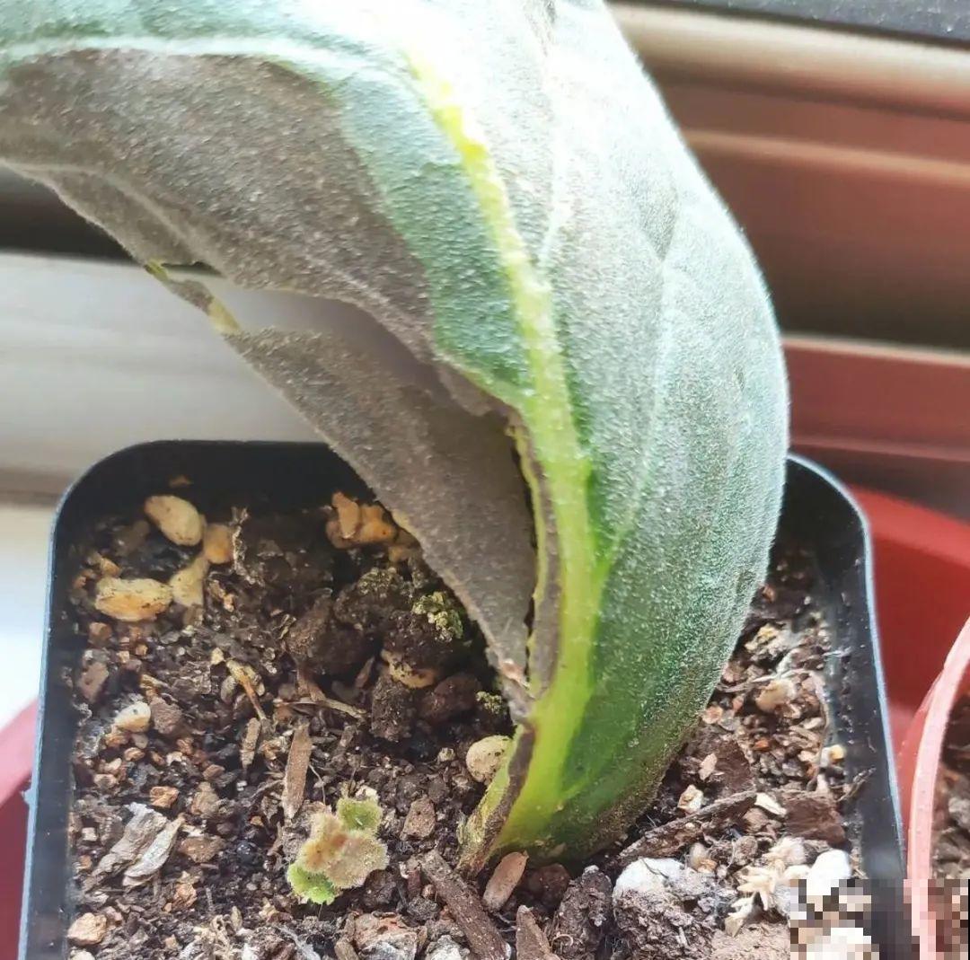 12种花真是太能生，叶子沾土就生根，实在太好活