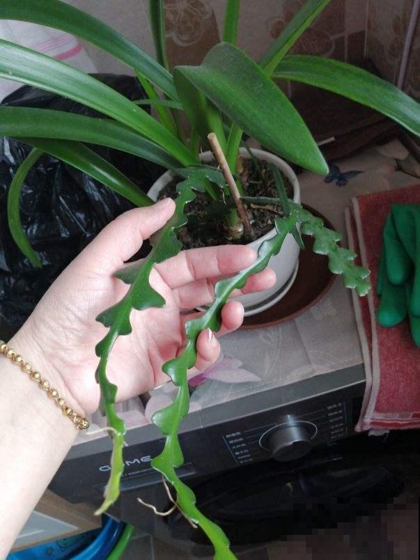 4种“省钱植物”，实在太贴心，掐个枝条插土里就能活