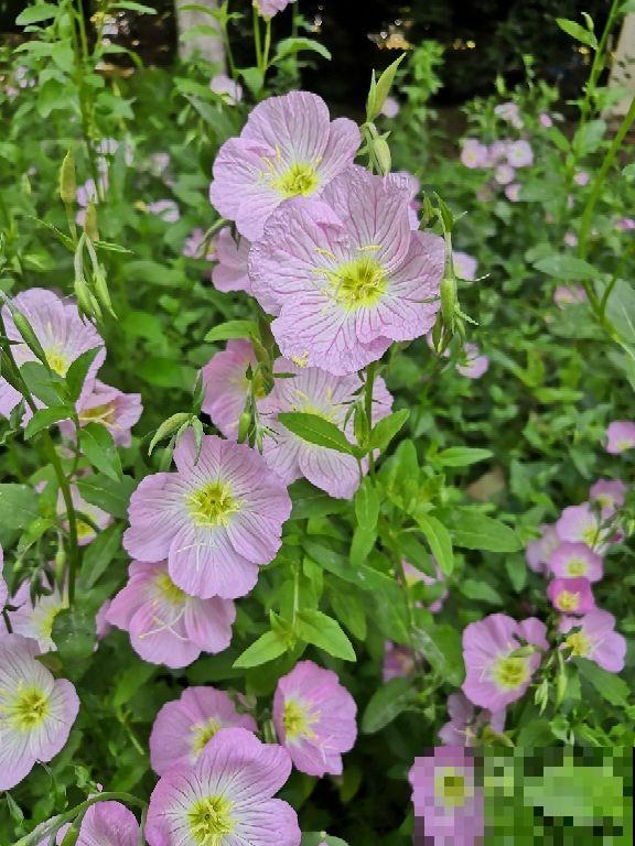 3种别致的花，晚上才开，个个都超有特点