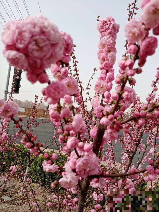 庭院养花还不知道怎么选?现在就教你,庭院一年四季美到头! 庭院养花还不知道怎么选?现在就教你,庭院一年四季美到头!