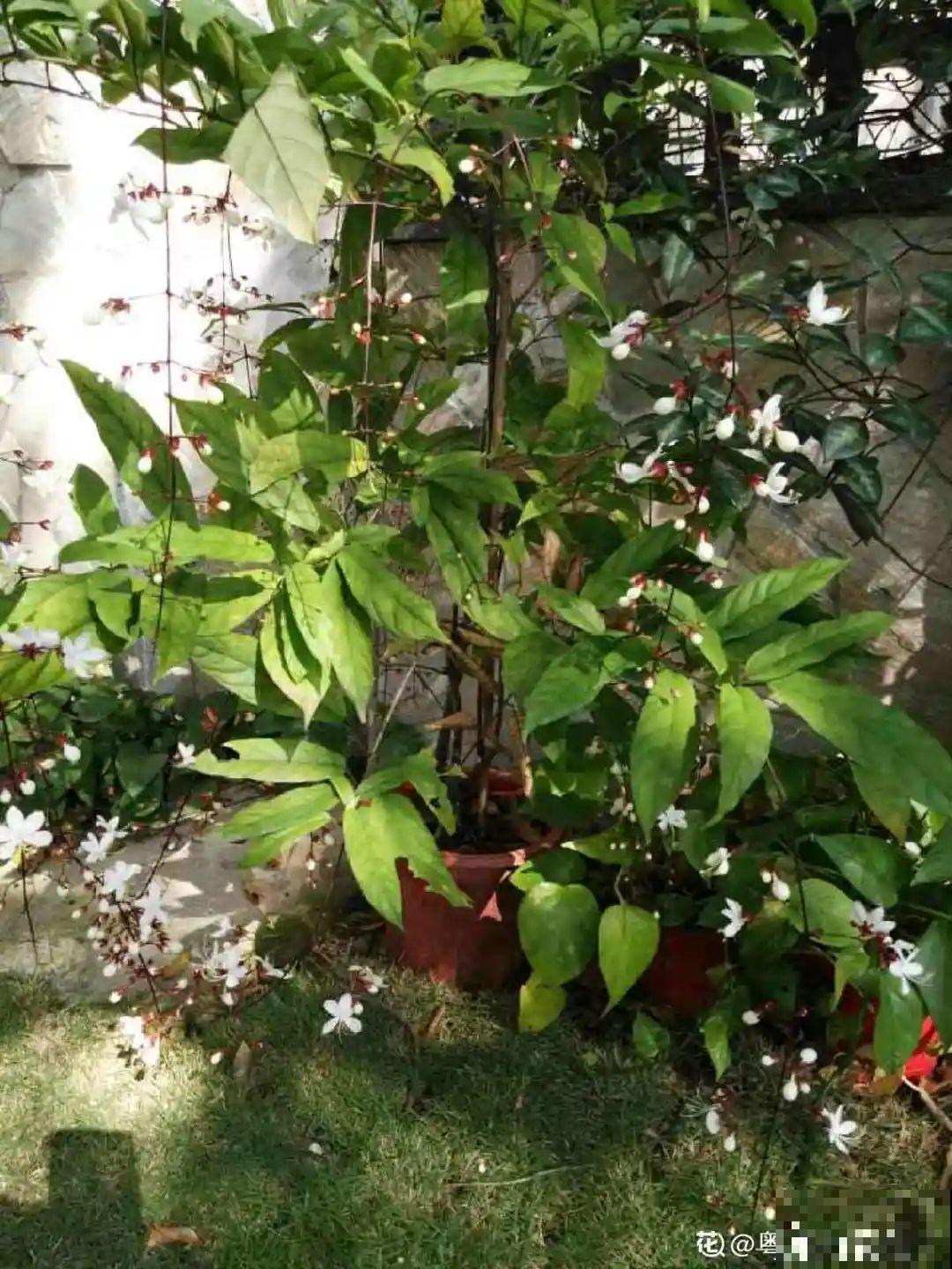 灵动仙气的垂丝茉莉,颜值超高,开花秀美多姿 灵动仙气的垂丝茉莉,颜值超高,开花秀美多姿