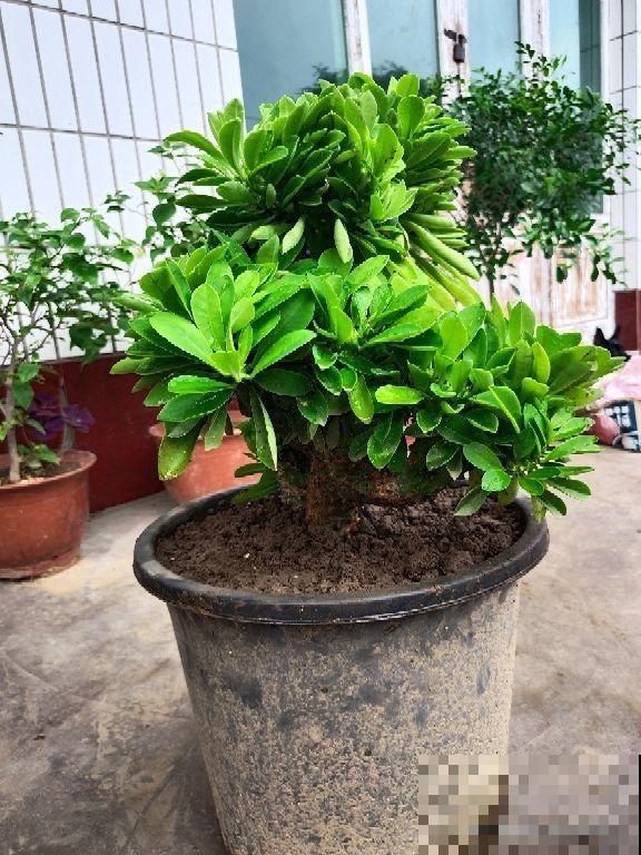 “丑八怪”镇宅花,样子威武霸气,养在家里特安心 “丑八怪”镇宅花,样子威武霸气,养在家里特安心