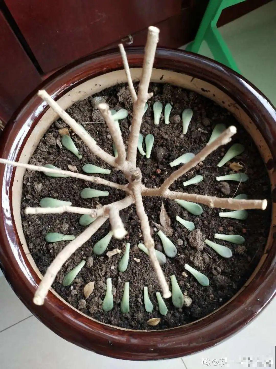 春天给花修剪,花才能呼呼开,俩月开爆盆 春天给花修剪,花才能呼呼开,俩月开爆盆