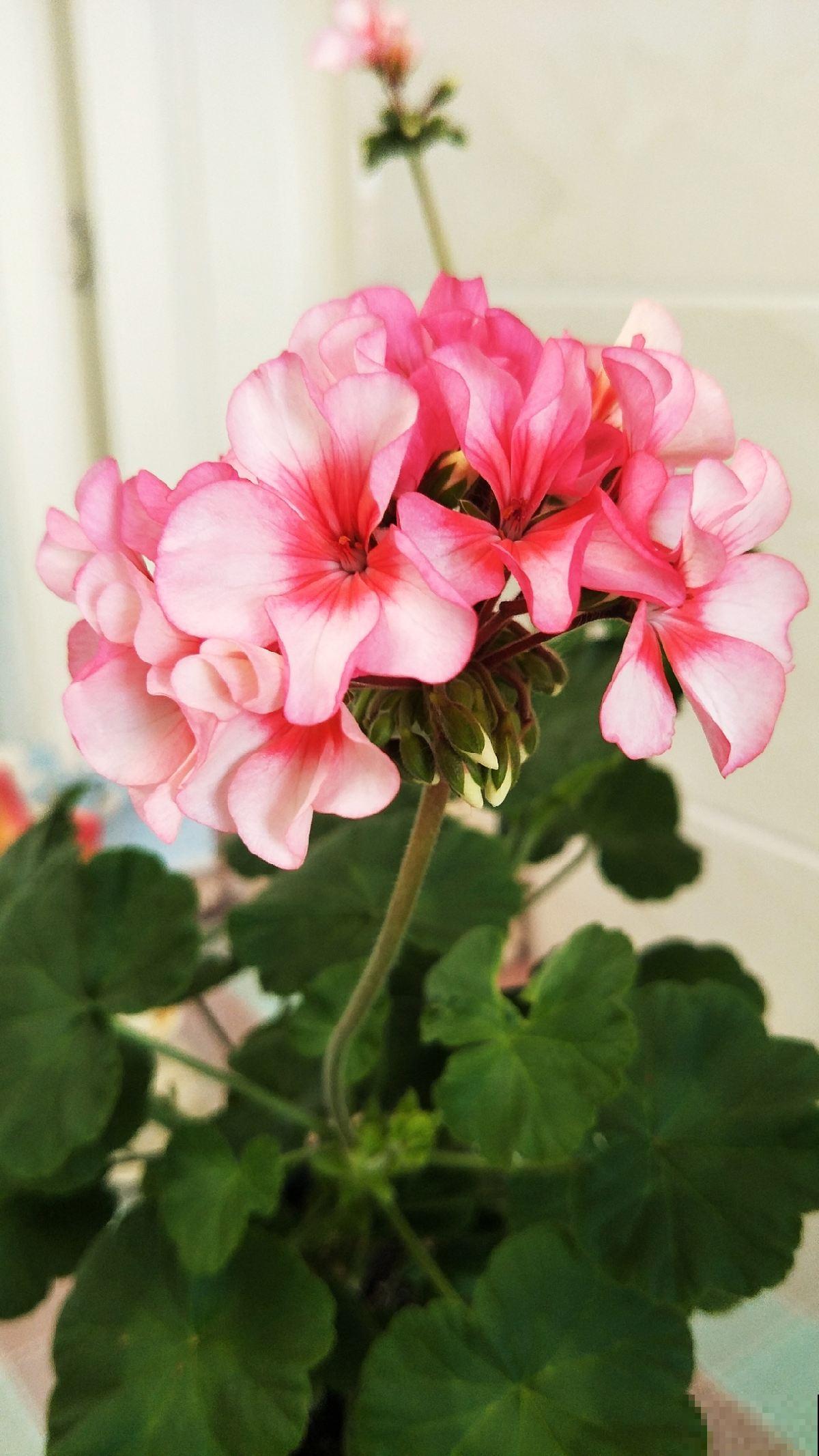 家里养的2种花,一年四季不招虫,干净好养开花多 家里养的2种花,一年四季不招虫,干净好养开花多