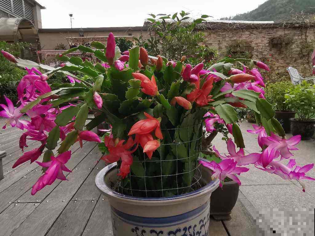 养护蟹爪兰要遵循“生物钟”,春天把花都掰了,下次才能开得多 养护蟹爪兰要遵循“生物钟”,春天把花都掰了,下次才能开得多