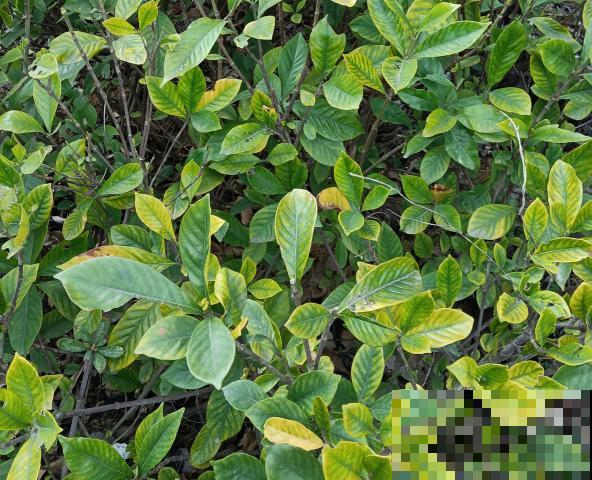 超级“喜水”的花，3天不浇水，就离死不远了