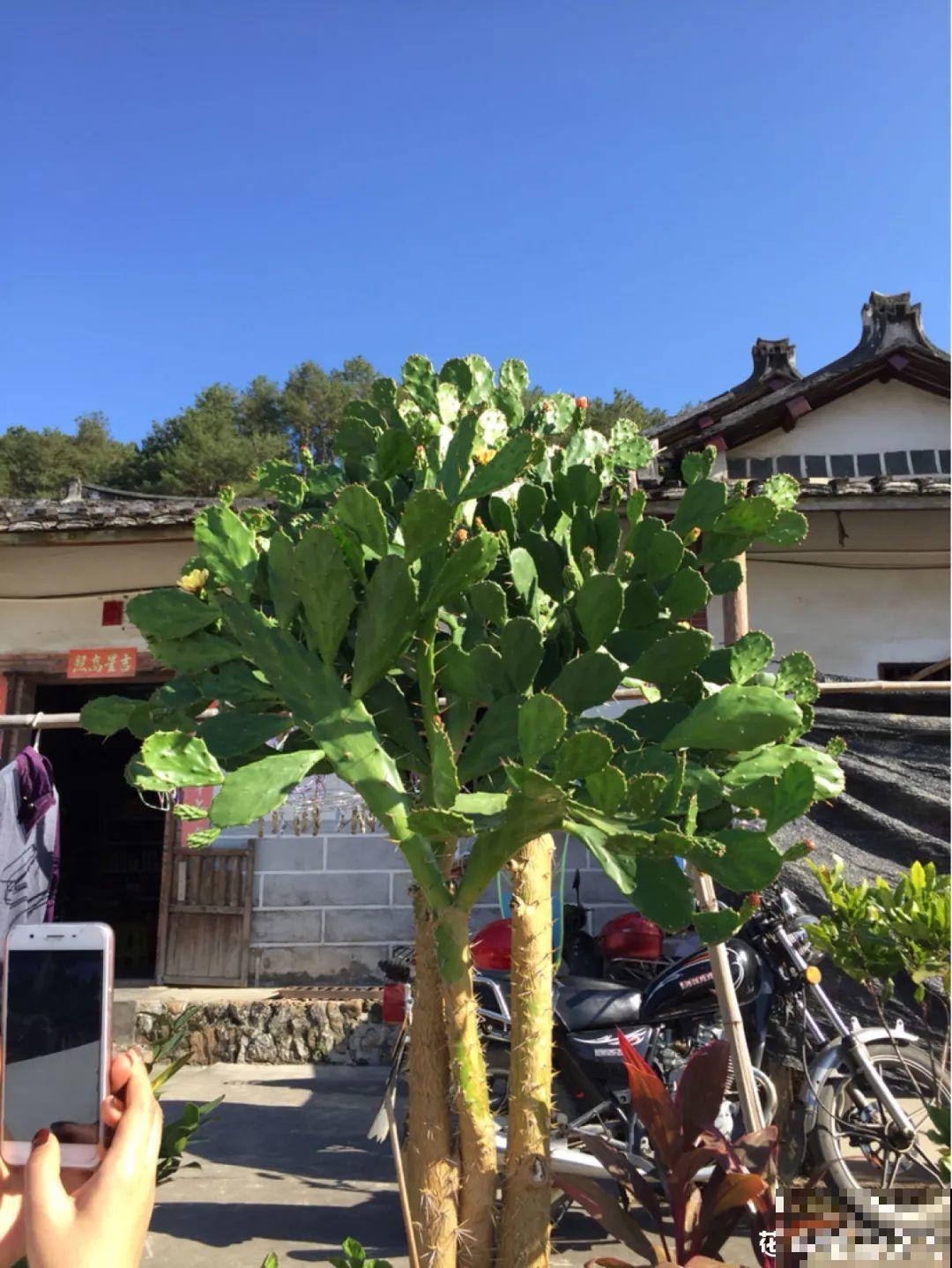 家里养盆镇宅花，越长越霸气，安全感十足