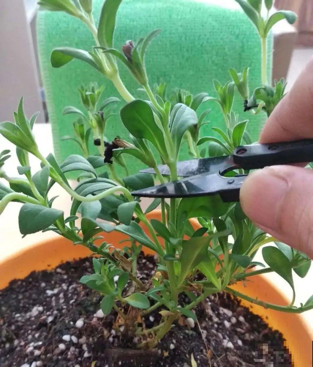 公认的难养花，买一盆死一盆，原来是被动了手脚…