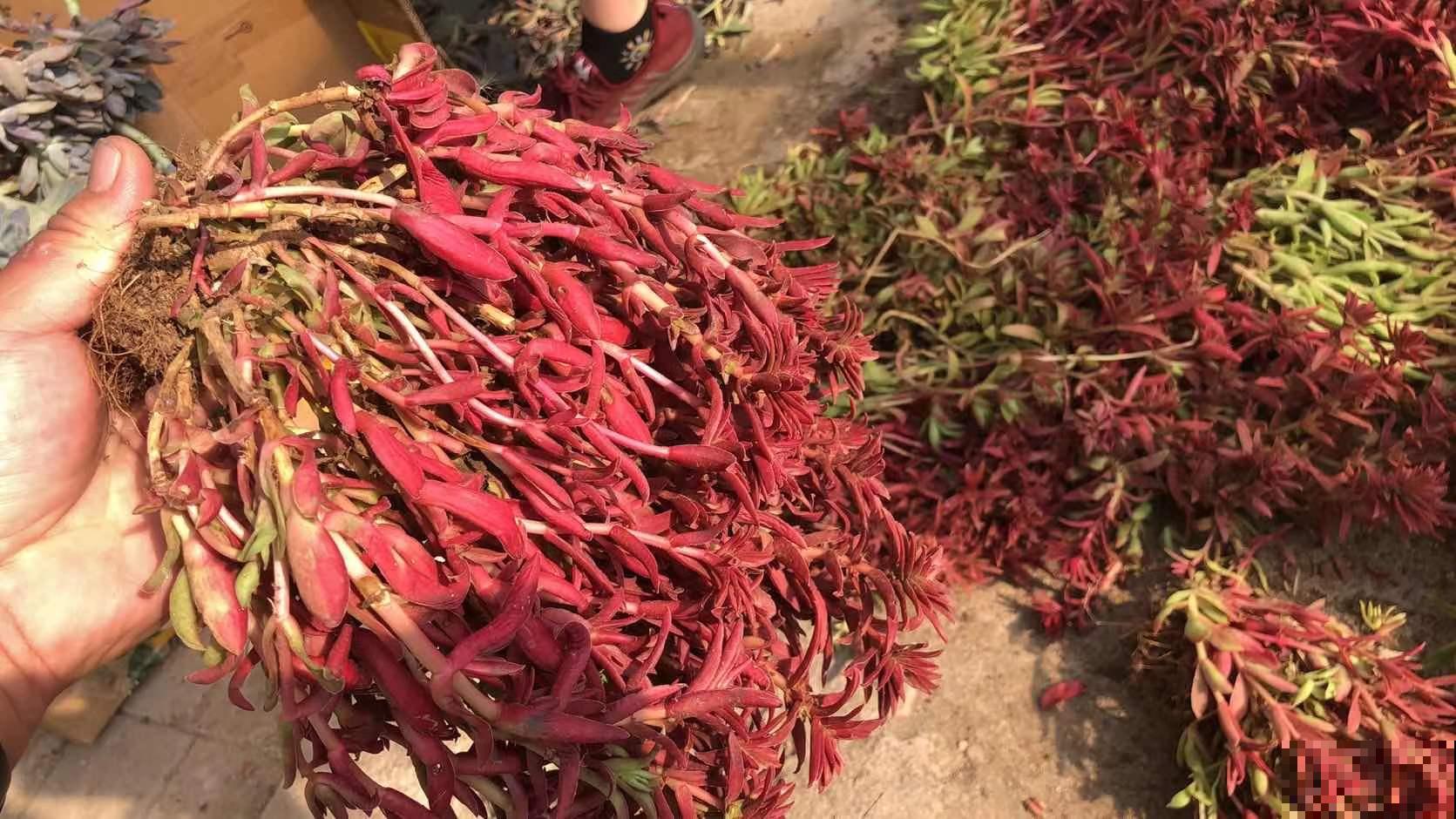 买了一盆冬美人，邻居说是胧月，真的太难区分了