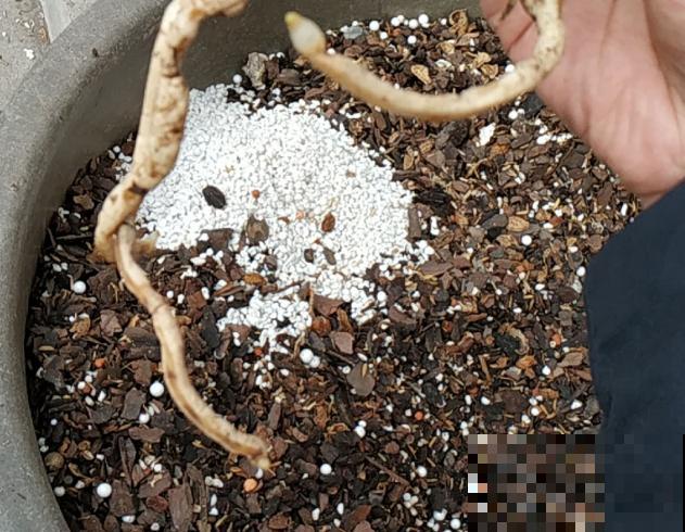 蝴蝶兰现在还不换盆，水苔容易发霉 ，越长越差劲