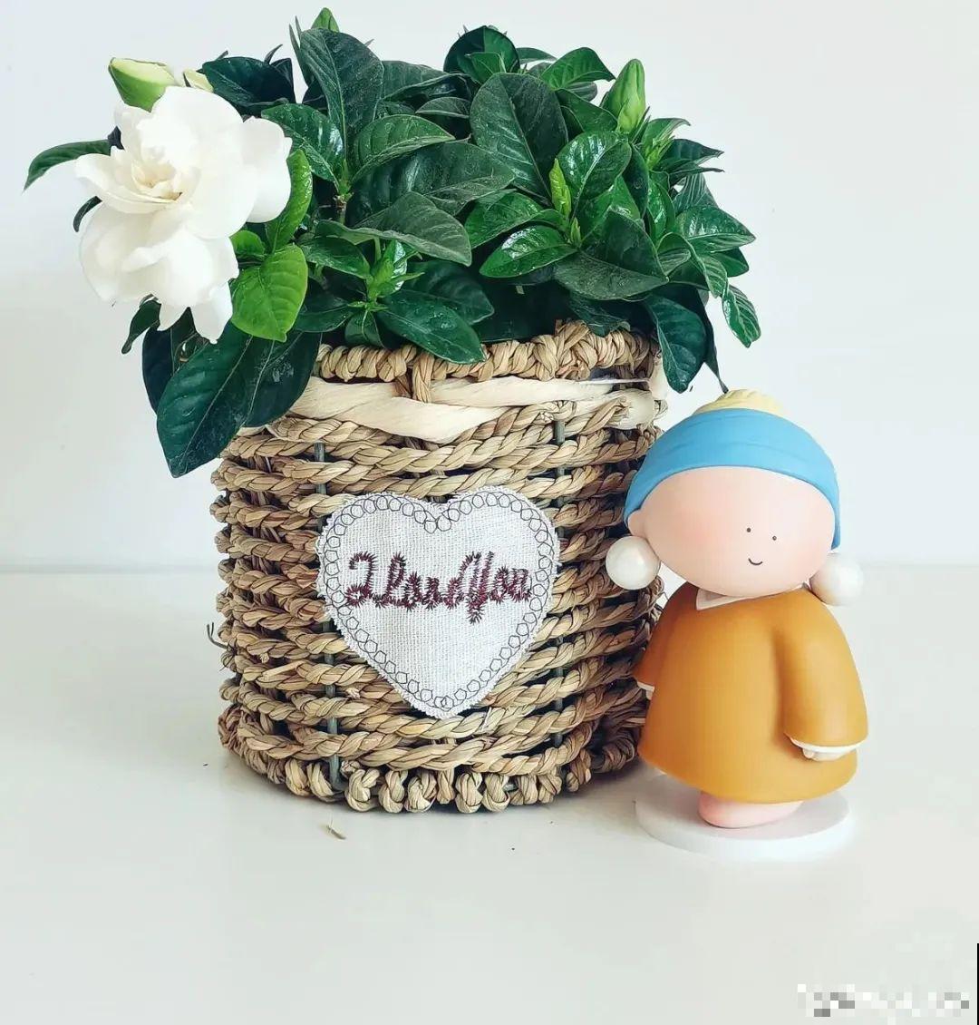 新买的绣球别猛晒，养在阴凉通风处最好，不然叶子全晒焦了