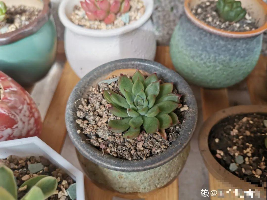 给多肉选花盆,才是最大的乐趣,不信你试试 给多肉选花盆,才是最大的乐趣,不信你试试