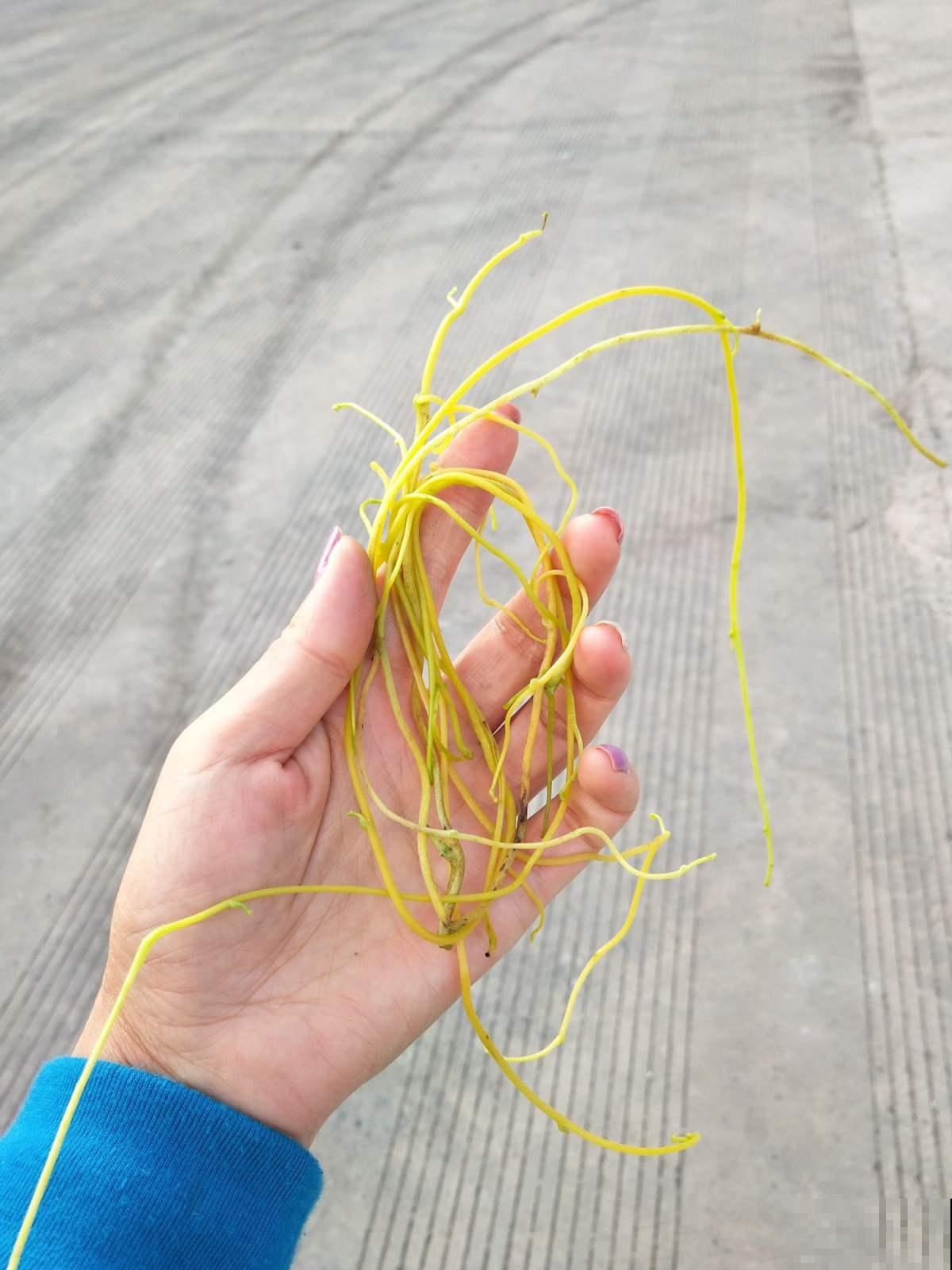 入侵植物太可怕，泛滥严重，家里见到就要拔干净