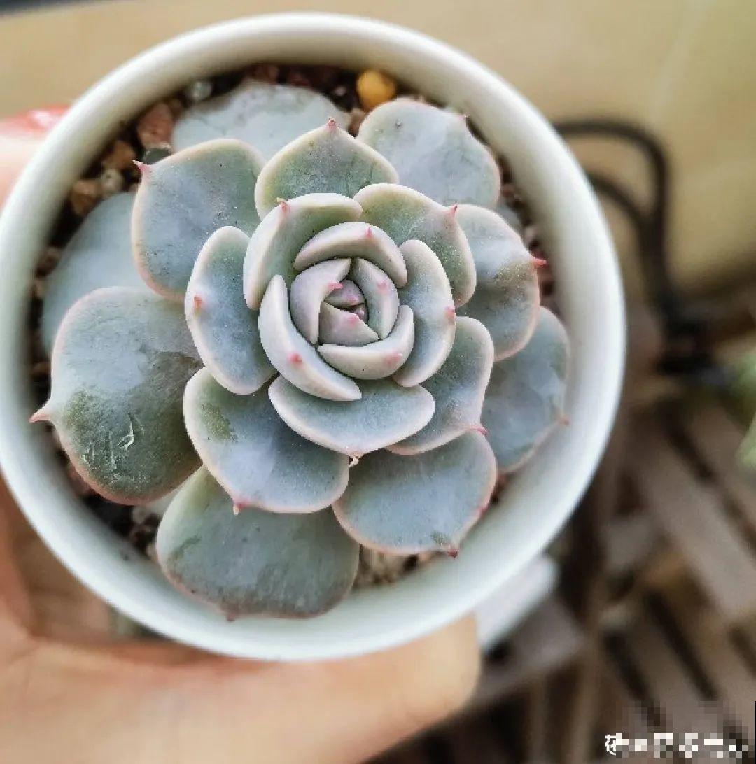 多肉一旦杂交,颜值上升不少,养护也简单 多肉一旦杂交,颜值上升不少,养护也简单