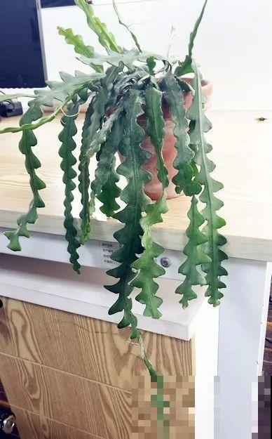 28种耐阴花，没光也能开爆盆，养在家里超有范儿