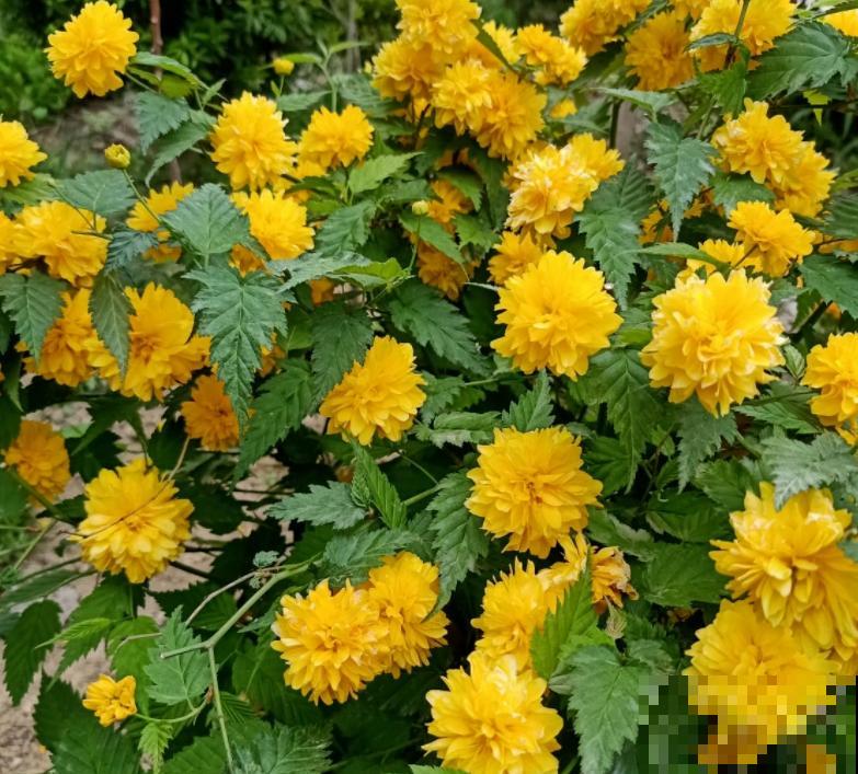 80种常见花卉，读过后，花名难不倒你