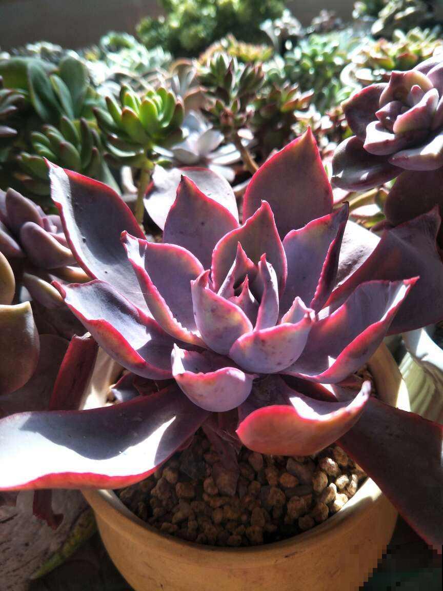 多肉中的“薄叶三仙”，仙气飘飘惹人喜爱，只养一盆都不够