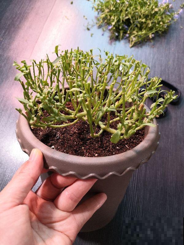 养花时的“行话”，你知道几个？