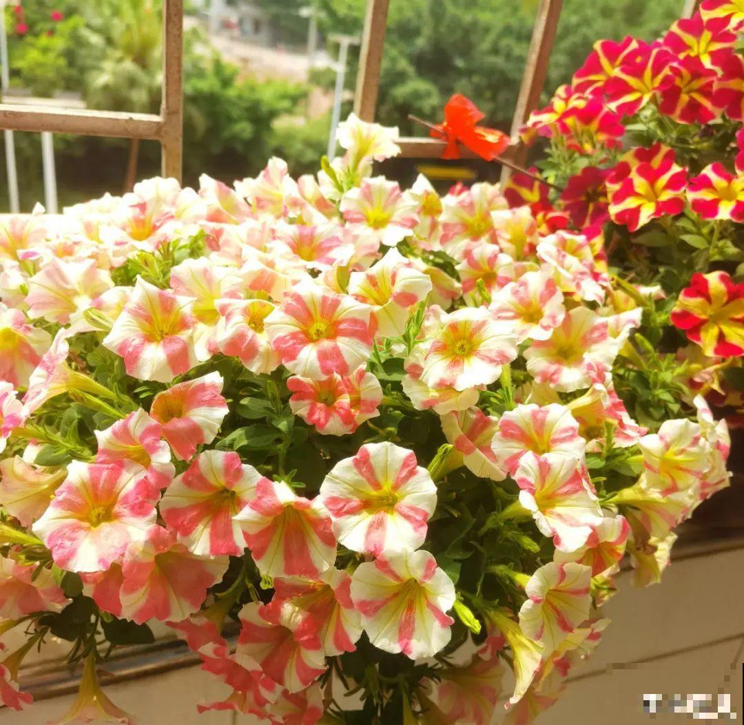 养多肉不用买花盆,只需一些水泥,自己就能DIY做花盆 养多肉不用买花盆,只需一些水泥,自己就能DIY做花盆