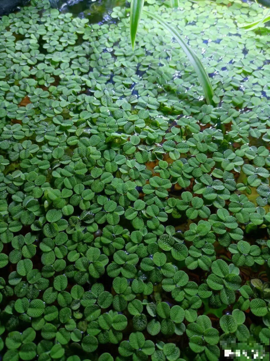 10种花夏天喝水多,多浇水,很快爆满一大缸 10种花夏天喝水多,多浇水,很快爆满一大缸