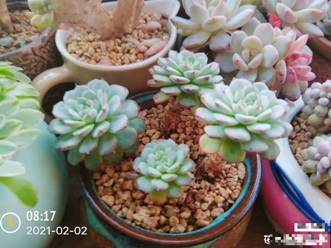 多肉长满白毛须，是个危险信号，要及时处理