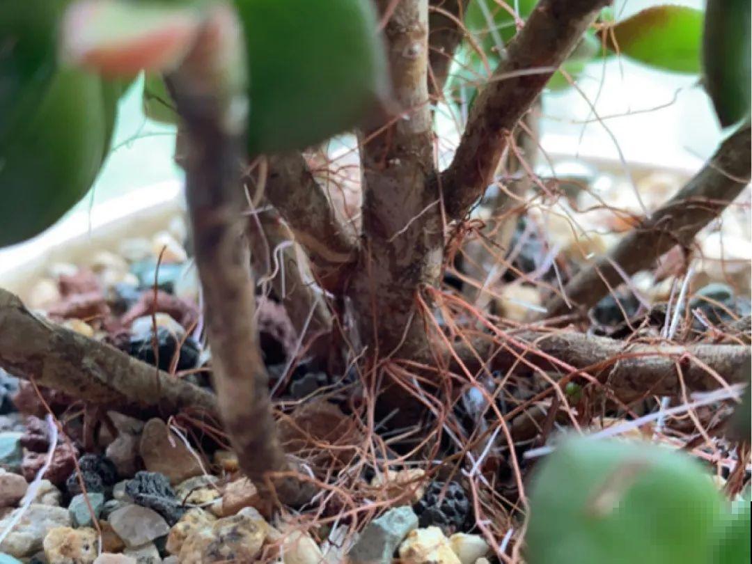 多肉长满白毛须，是个危险信号，要及时处理