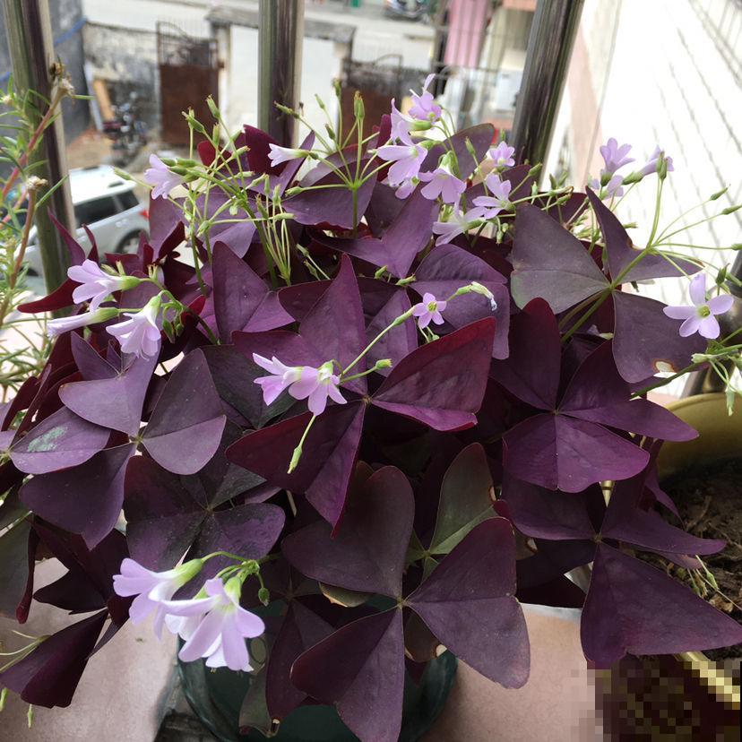 仙气飘飘的落新妇，开花气质独特， 让人一眼就爱上