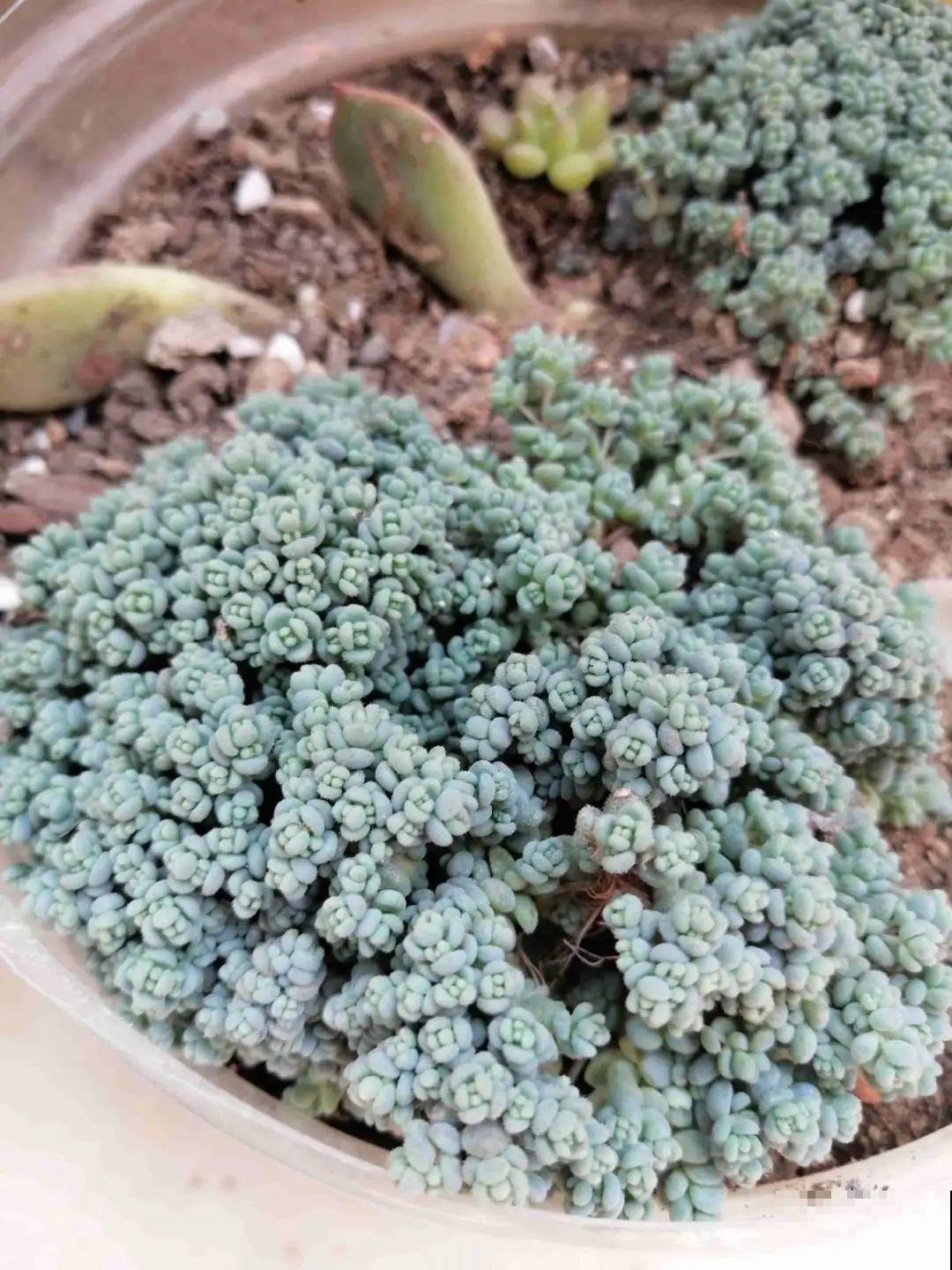 5种铺面多肉,沾土就活,迅速占满每一寸土地 5种铺面多肉,沾土就活,迅速占满每一寸土地