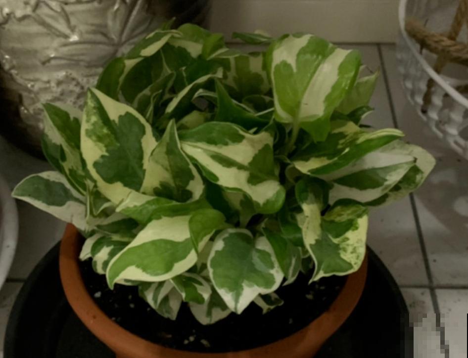 绿萝叶子长“花斑”,颜值更高了,气质拉满 绿萝叶子长“花斑”,颜值更高了,气质拉满