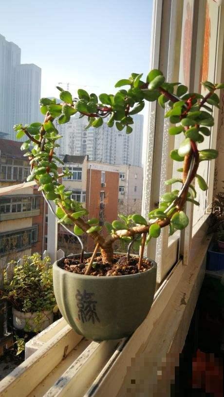 这些花当盆景能增值，越老越值钱，赶紧多种几盆！