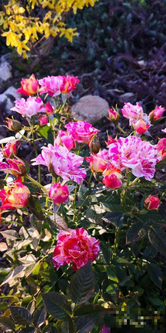 7种“美人爬藤花”，开花超美，颜色也好看