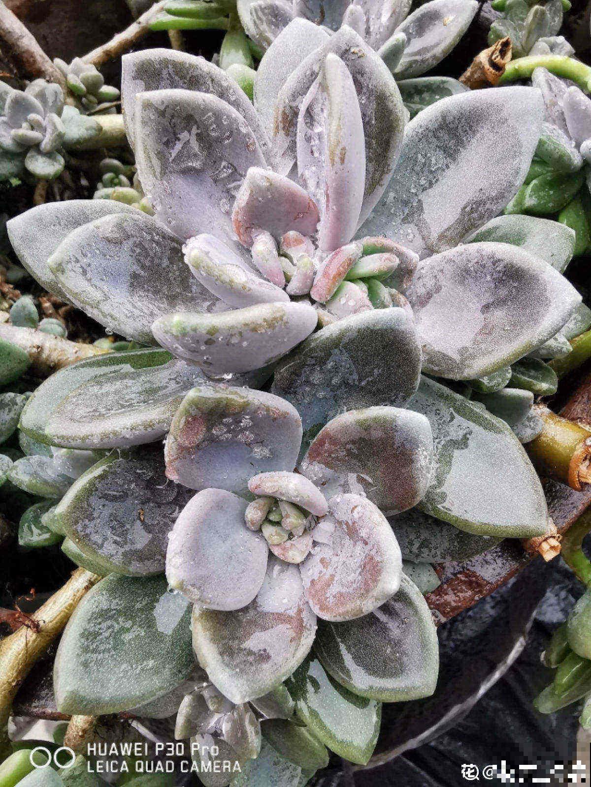 买了一盆冬美人，邻居说是胧月，真的太难区分了