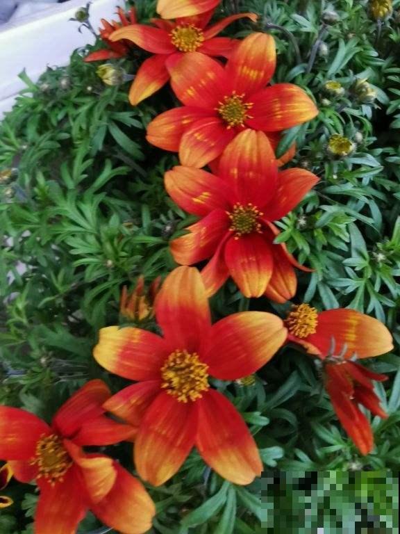 这花像假花，干了也不褪色，“保质期”太长！