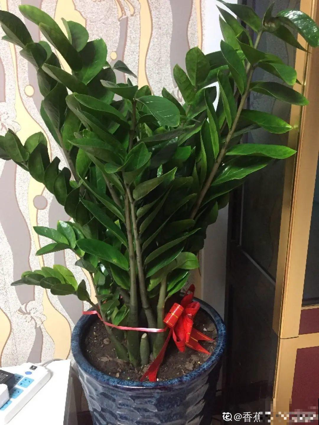 初春浇水要谨慎，浇水浇不对，小心全军覆没