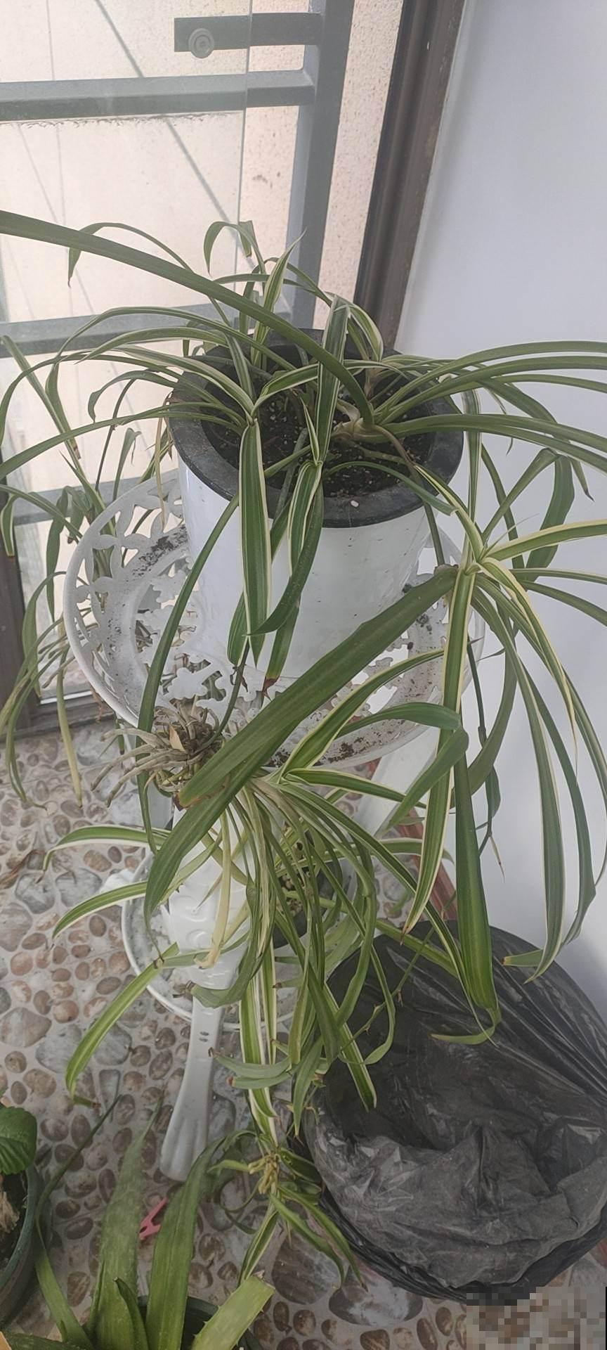 对着吊兰这个位置来一刀，吊兰咔咔直疯长！