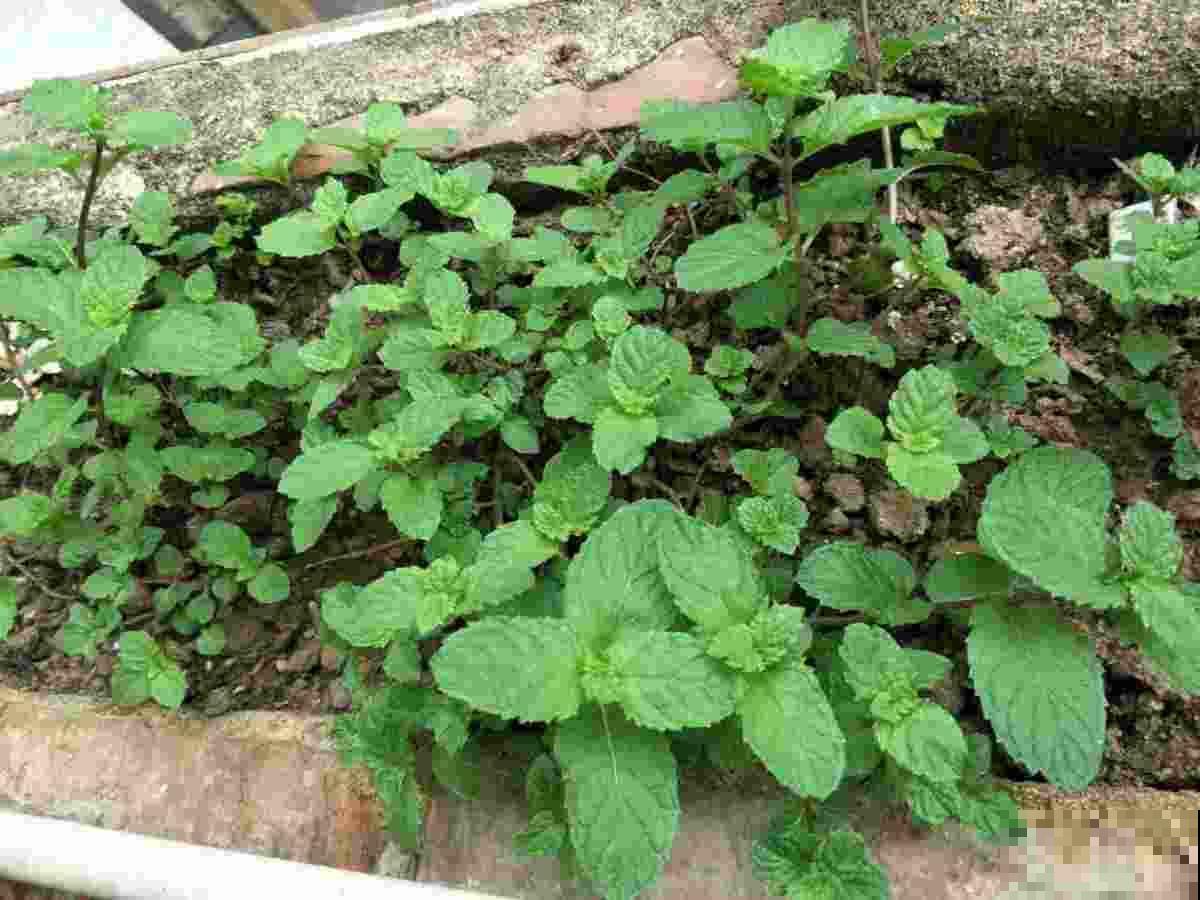 在家薄荷这么养,简单好看,闻着就神清气爽! 在家薄荷这么养,简单好看,闻着就神清气爽!
