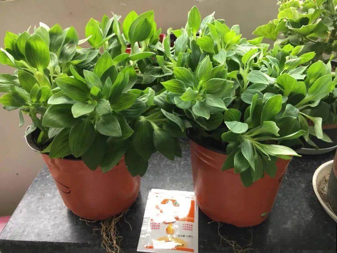 六出花特耐旱，浇水少也能疯长，开花比杜鹃还美