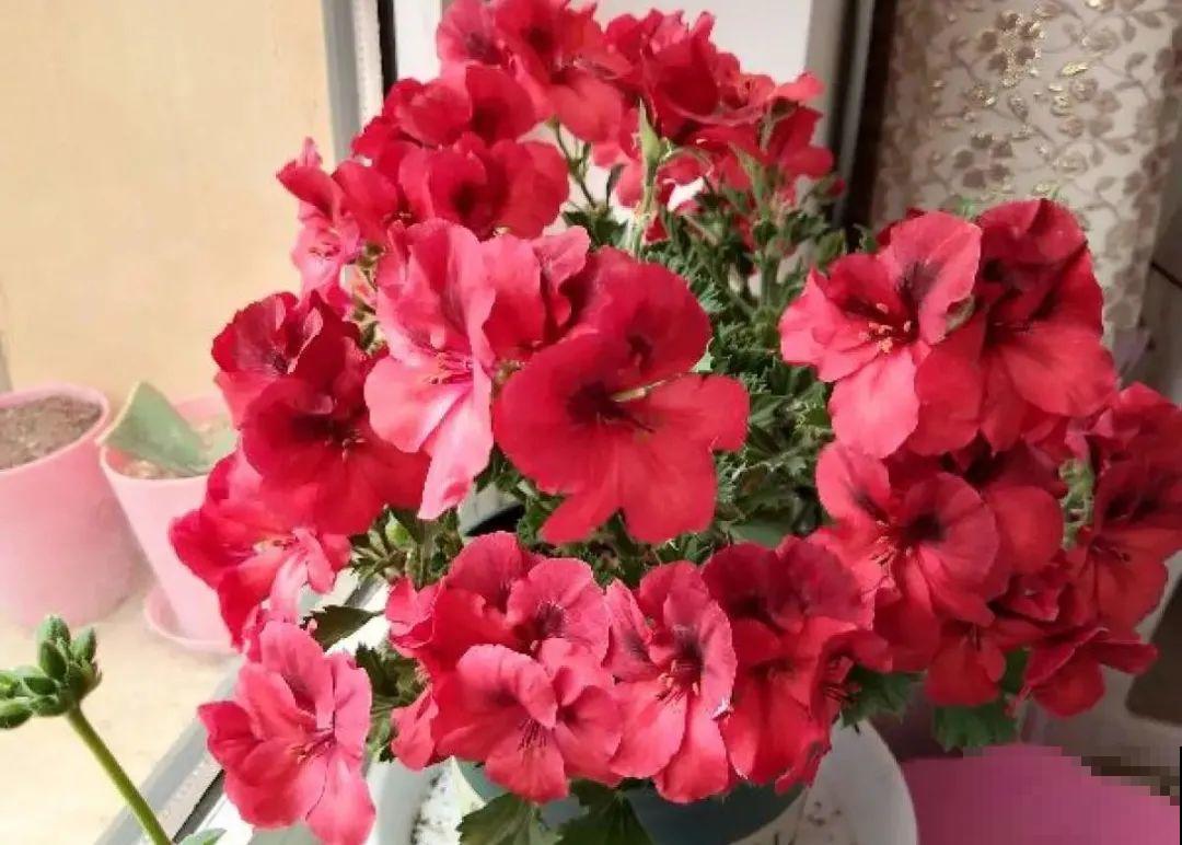 长寿开花后，要好好修剪，很快冒新芽