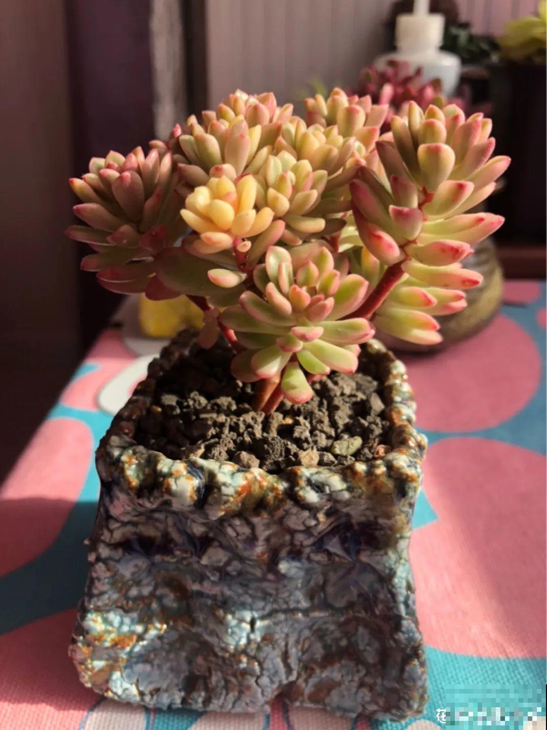 室内养多肉,也能养出水晶果冻色,任谁看到都说好 室内养多肉,也能养出水晶果冻色,任谁看到都说好