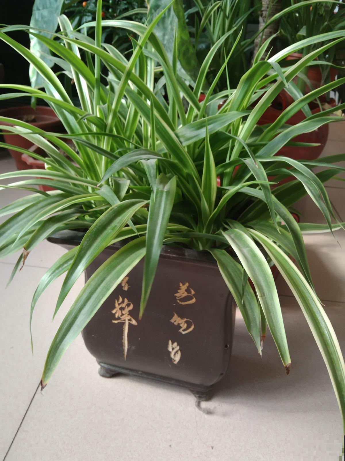 春天给花剃个“平头”，两个月就爆盆，疯长太旺盛