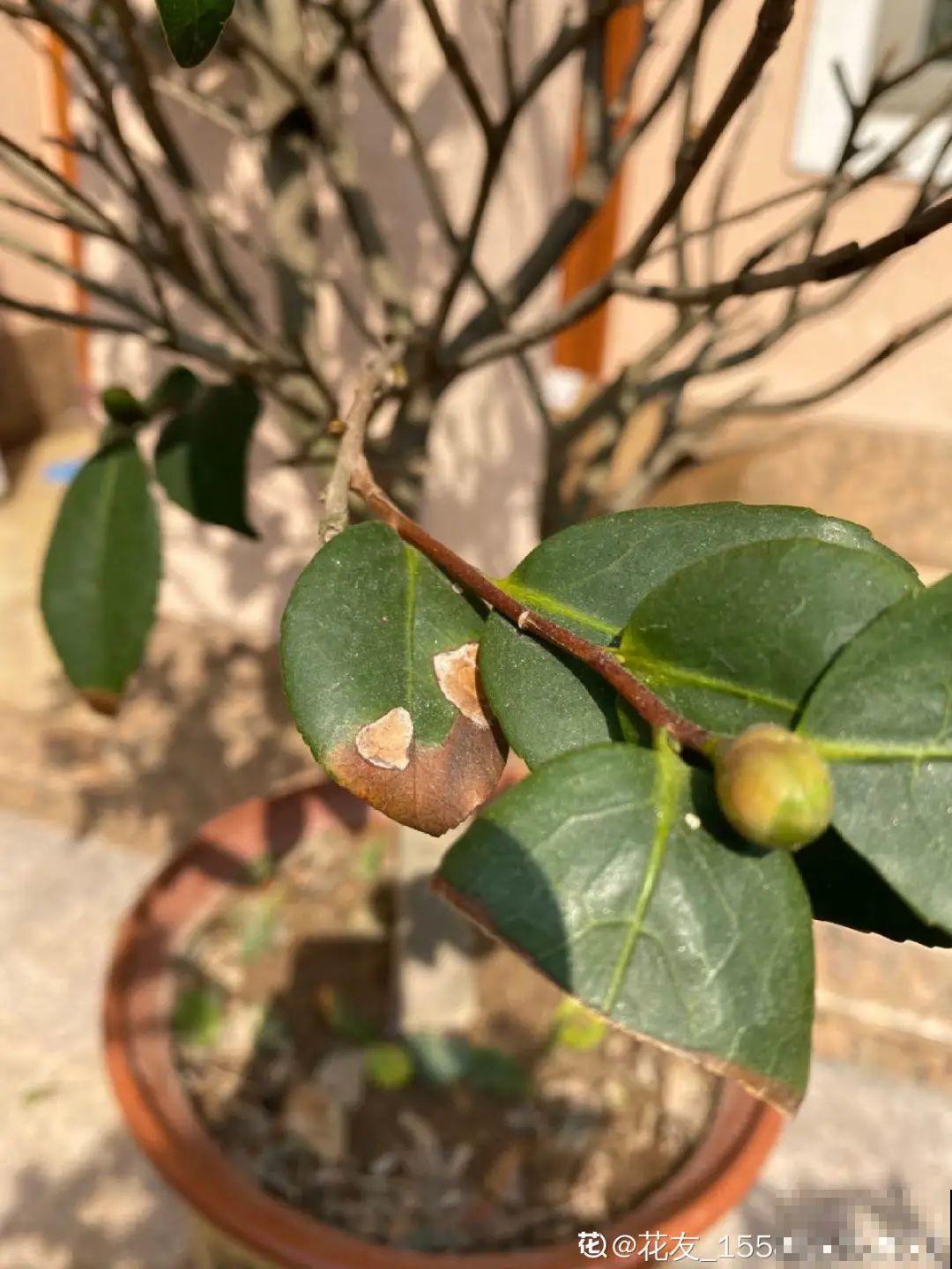 3月份养花,别急着搬出屋外,花容易死翘翘 3月份养花,别急着搬出屋外,花容易死翘翘