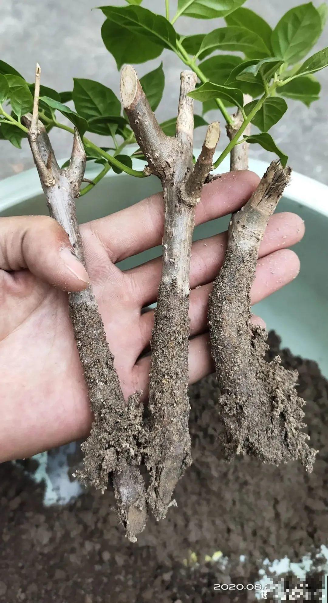 春天最佳繁殖季，扦插播种分株压条，成活率特高