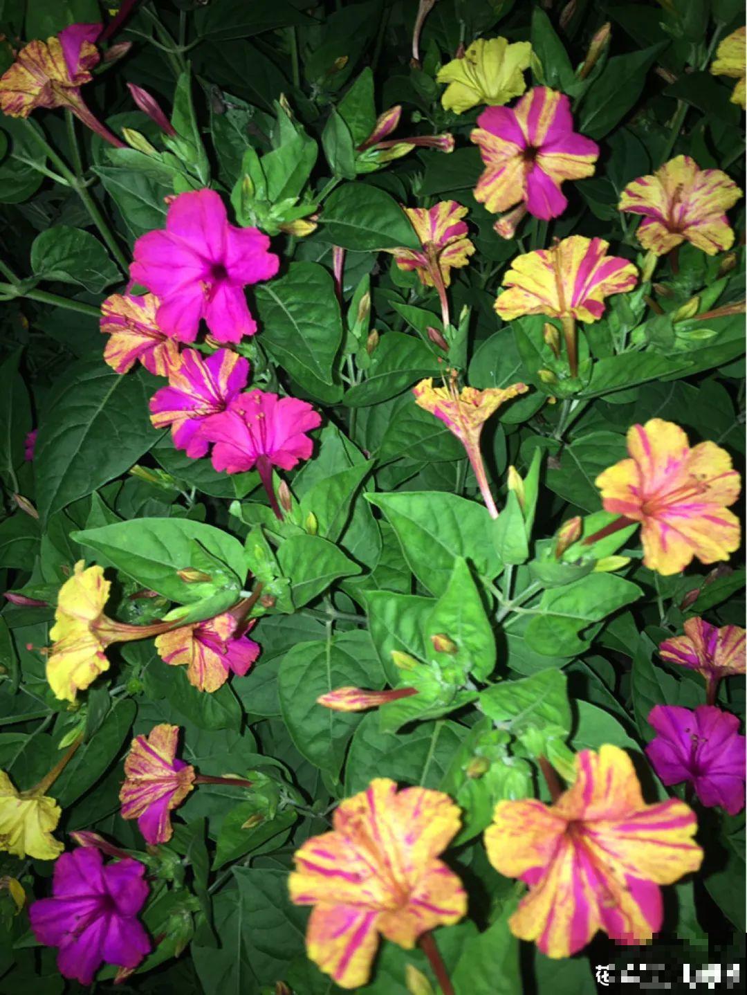 入侵植物太可怕，周围的草全被缠死，谨慎养护