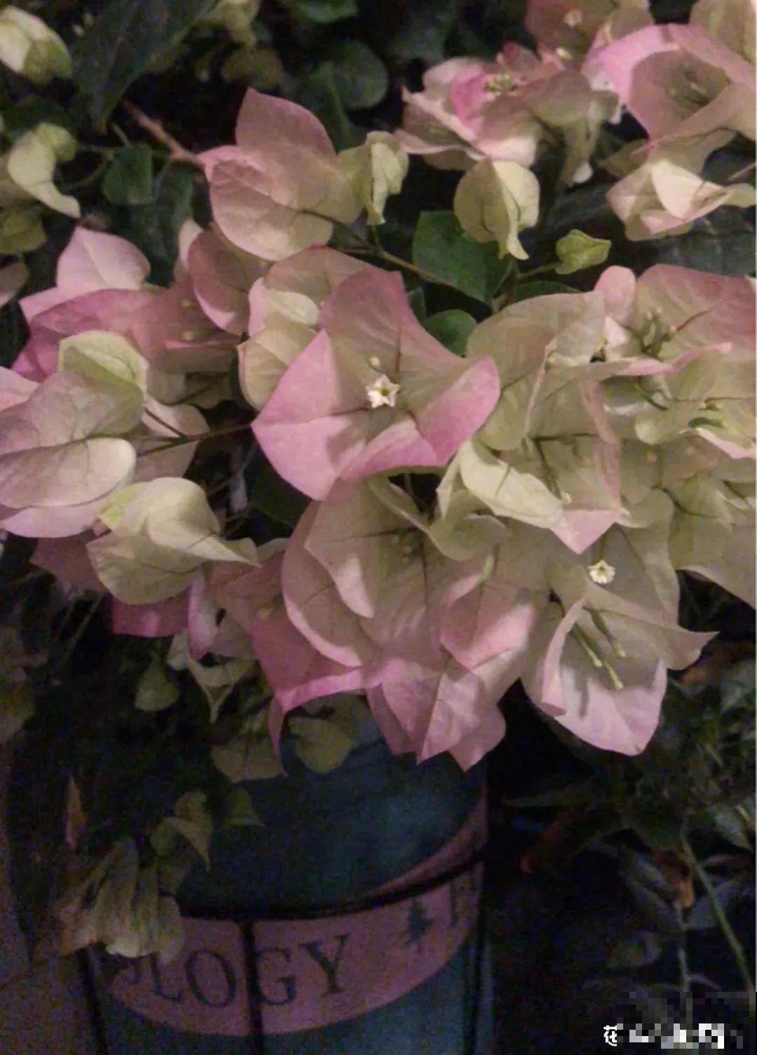 米兰花喜欢喝醋，一个月来一勺，花苞嘟噜噜冒