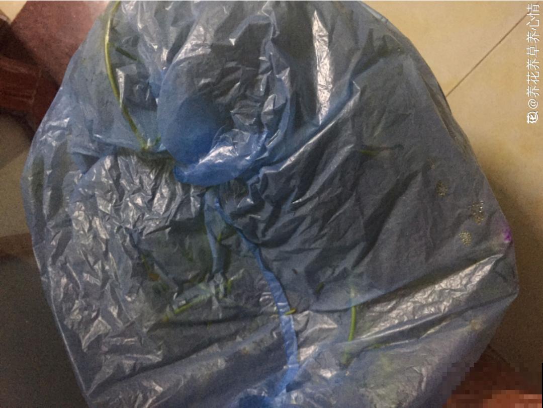 自制杀虫剂，7天喷一次，养花特干净