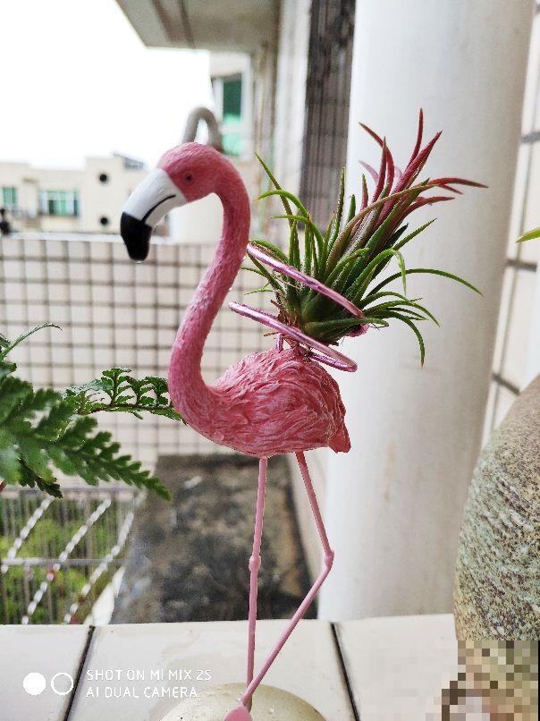 家里养了盆“光棍树”，茎秆翠绿纤细，精致得像艺术品