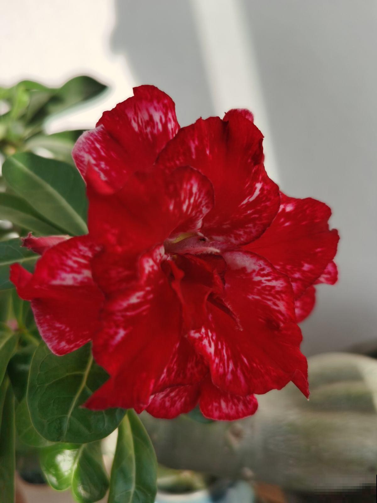 特耐旱的花,适合夏天养,不用浇水就很省事! 特耐旱的花,适合夏天养,不用浇水就很省事!